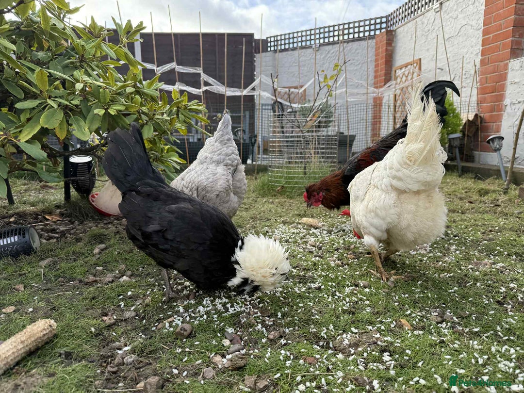 Chickens poultry for sale: 3 hens chickens and 1 cock  Roomster with house - Image 2