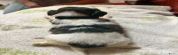 Shih Tzu dogs for sale: Shih Tzu puppies - Advert 10