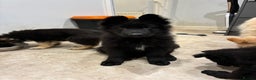 German Shepherd dogs for sale: Straight Back German Shepherd Pups -Ready to leave - Advert 3