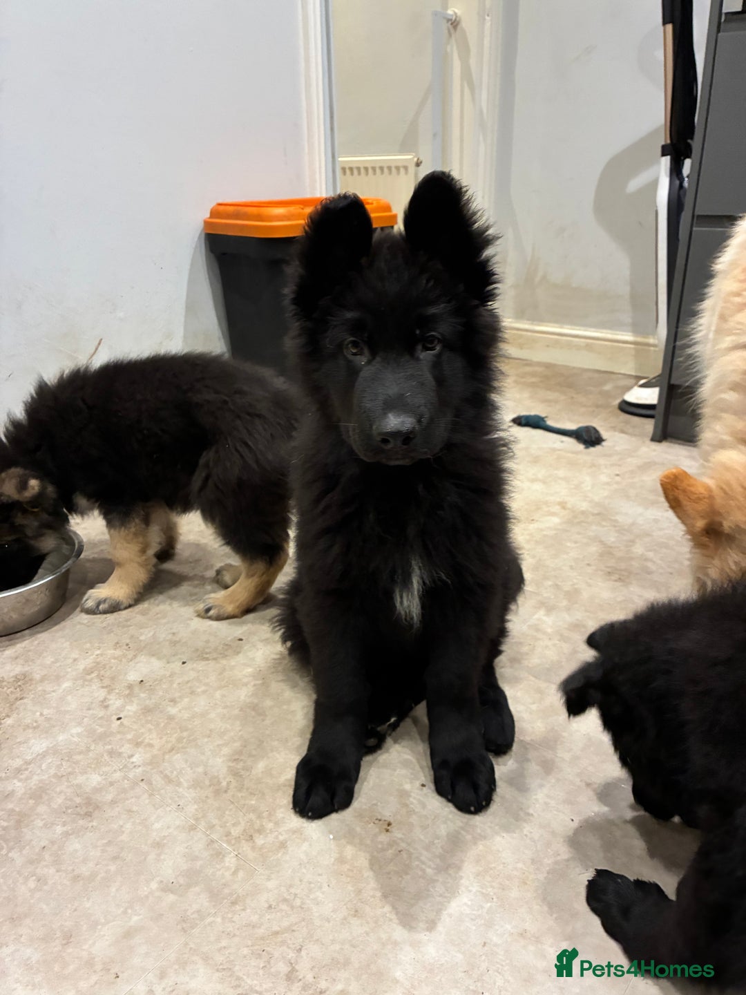 German Shepherd dogs for sale: Straight Back German Shepherd Pups -Ready to leave - Advert 3