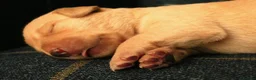 Labrador Retriever dogs for sale: KC registered Fox red labradors in Peterborough - Advert 5