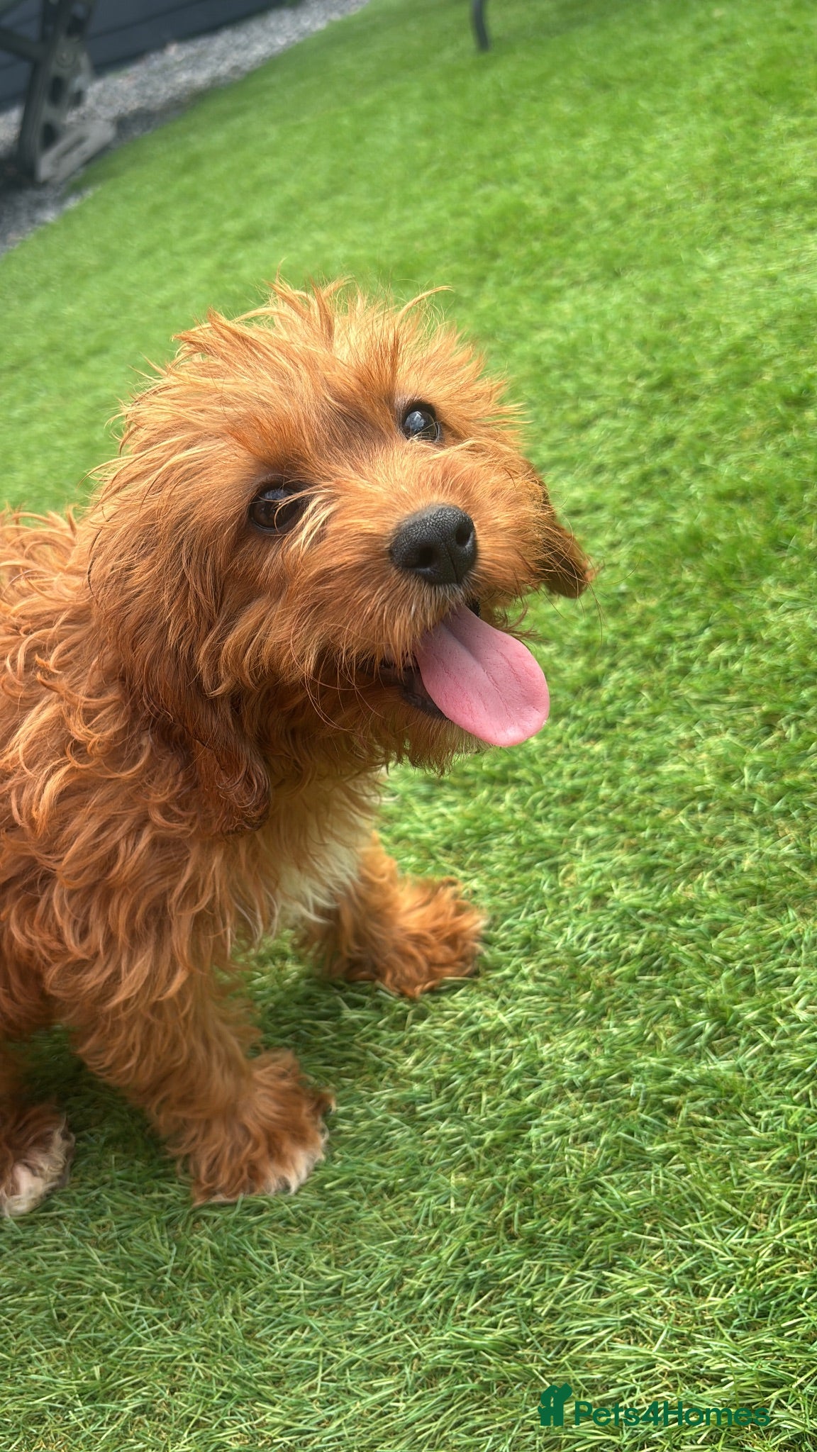 Cavapoo dogs Last Girl Remaining 💕 - Advert 1