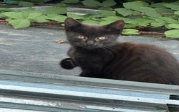 Mixed Breed cats for sale: Lovely adorable kittens - Image 8