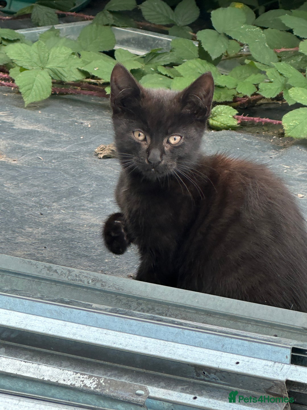 Mixed Breed cats for sale: Lovely adorable kittens - Image 8