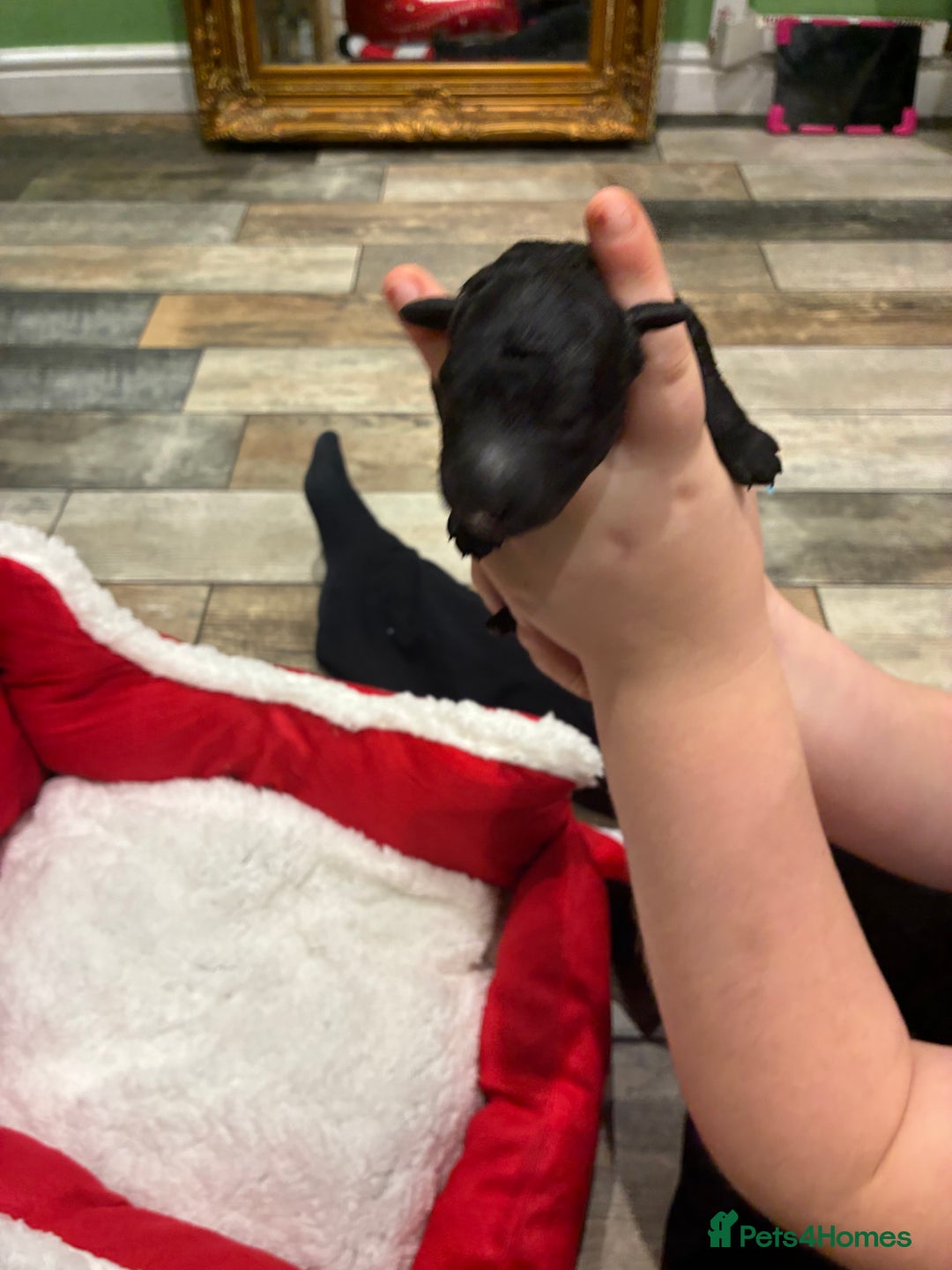 Miniature Poodle dogs for sale: beautiful miniature poodles  - Advert 7