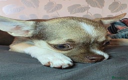 Chihuahua dogs for sale: BOY  Ready To Go✔️ in Basildon - Image 5