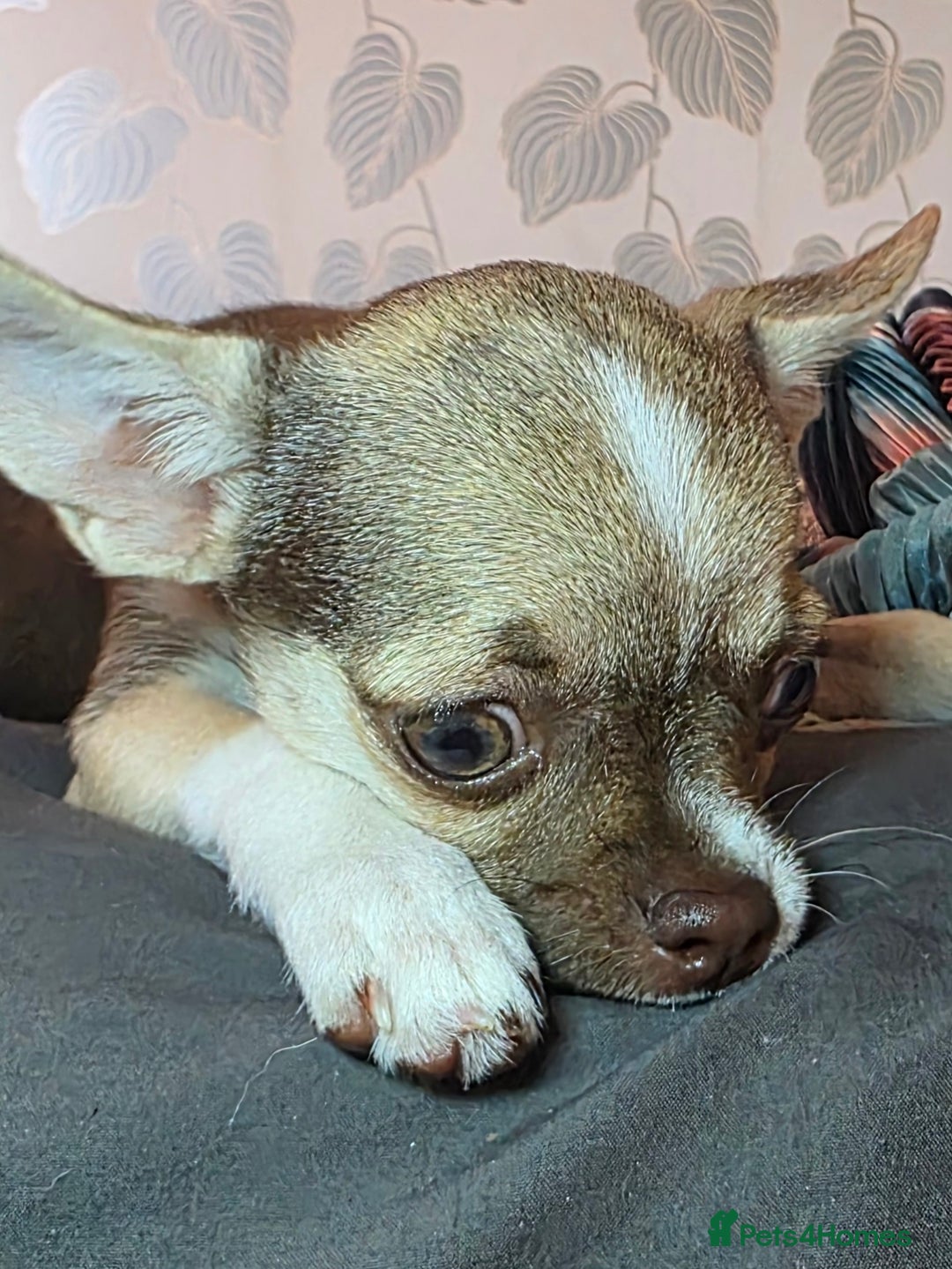 Chihuahua dogs for sale: BOY  Ready To Go✔️ in Basildon - Image 5