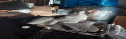 Domestic Shorthair cats for sale: Rehoming this gorgeous little boy, Fred. in Birmingham - Advert 2