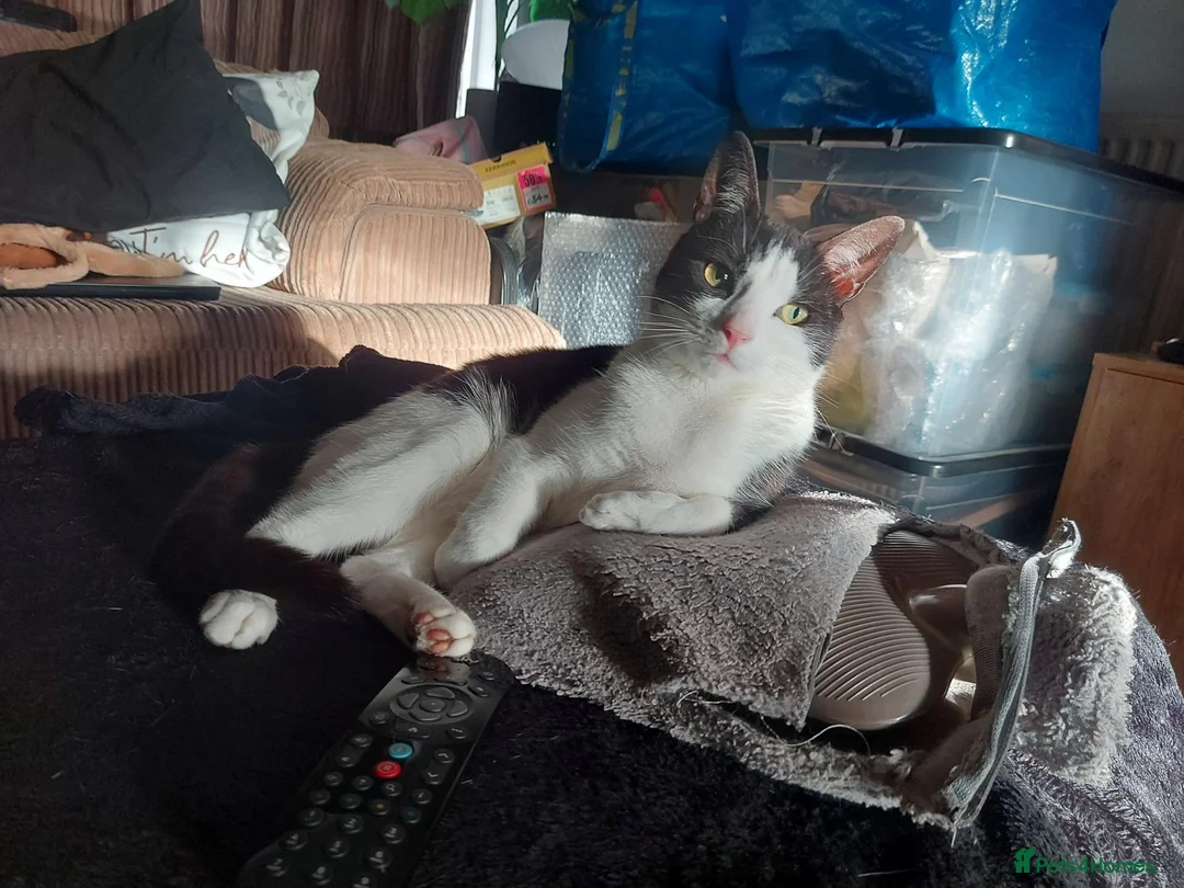 Domestic Shorthair cats for sale: Rehoming this gorgeous little boy, Fred. in Birmingham - Advert 2
