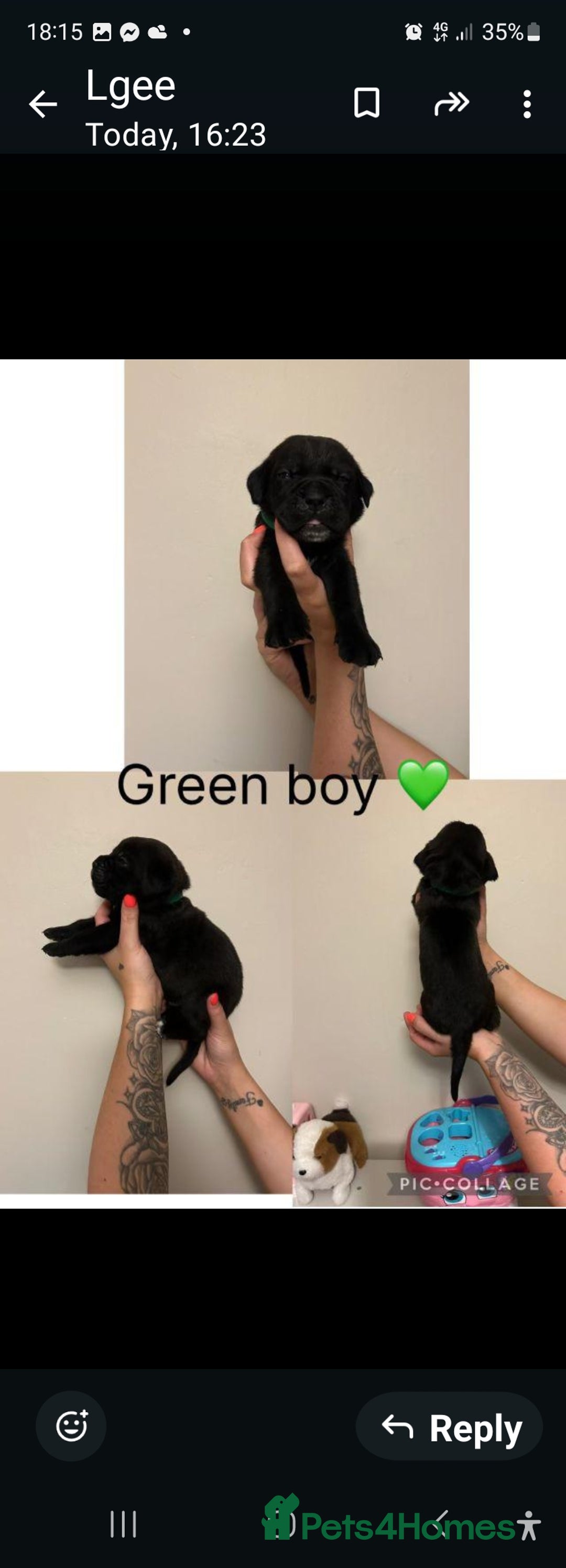 Cane Corso dogs for sale: Cane corso puppies for sale - Image 12