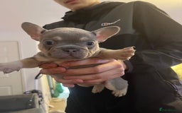 French Bulldog dogs for sale: French bulldog bitches  - Advert 11