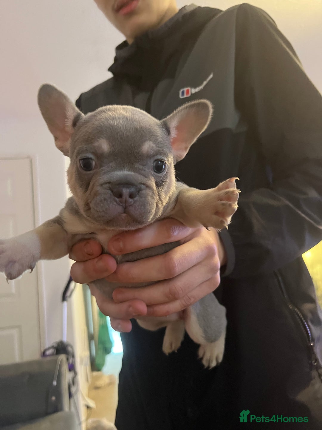 French Bulldog dogs for sale: French bulldog bitches  - Advert 11