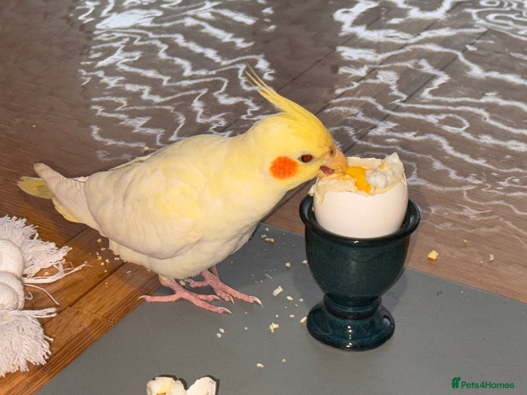 Cockatiels birds for sale: Lutino Cockatiel   & Cage -  Pending Collection - Image 6
