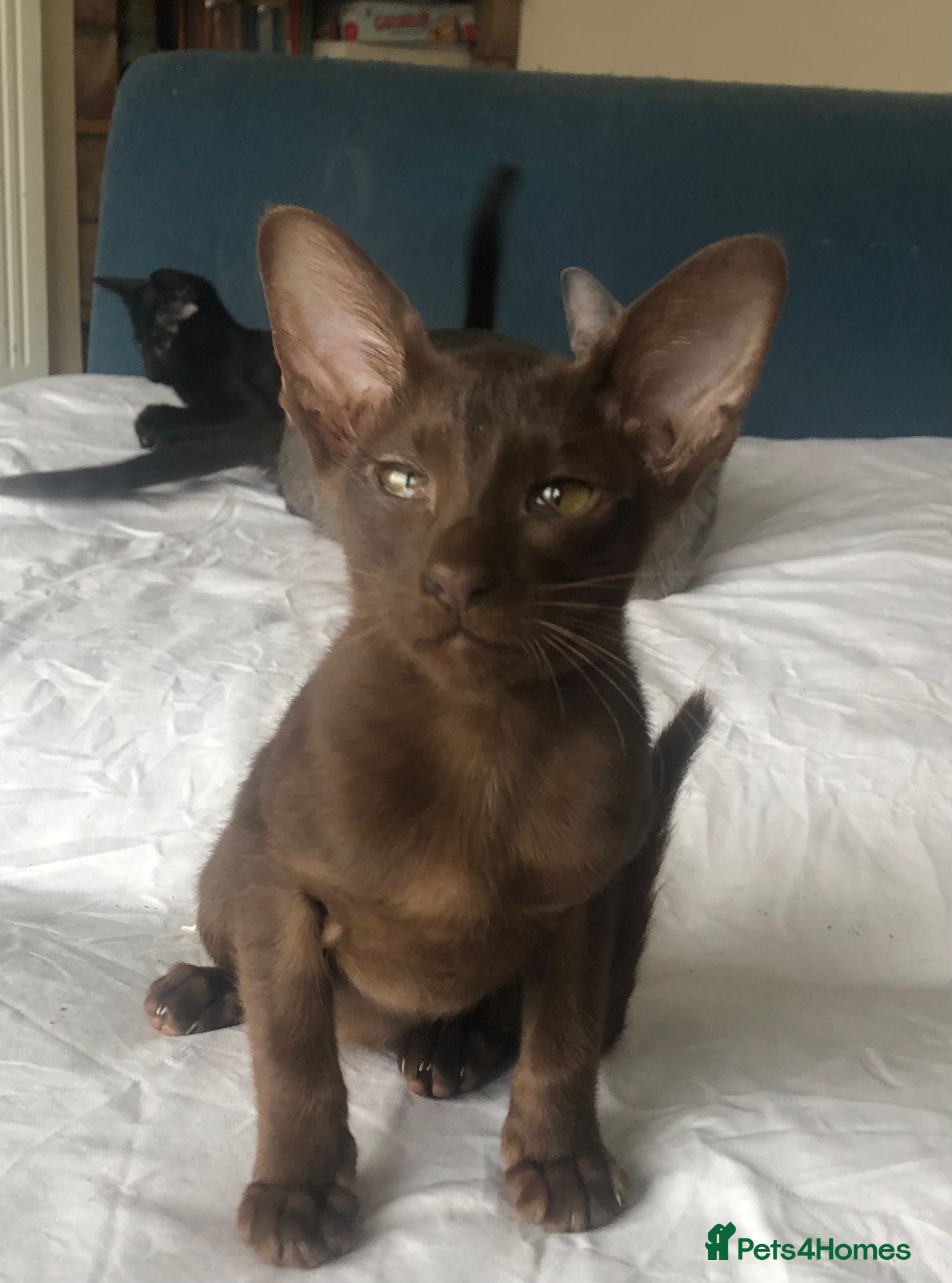 Oriental cats Stunning  Oriental kittens available - Advert 2