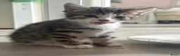 Siberian cats for sale: Beautiful Siberian x kittens  - Advert 4