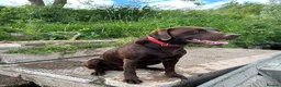 Labrador Retriever dogs for stud: Handsome Pedigree Chocolate KC registered Lab in Hereford - Advert 5