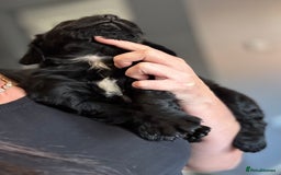 Cocker Spaniel dogs for sale: 3 Working Cocker Spaniel Dogs  - Image 4