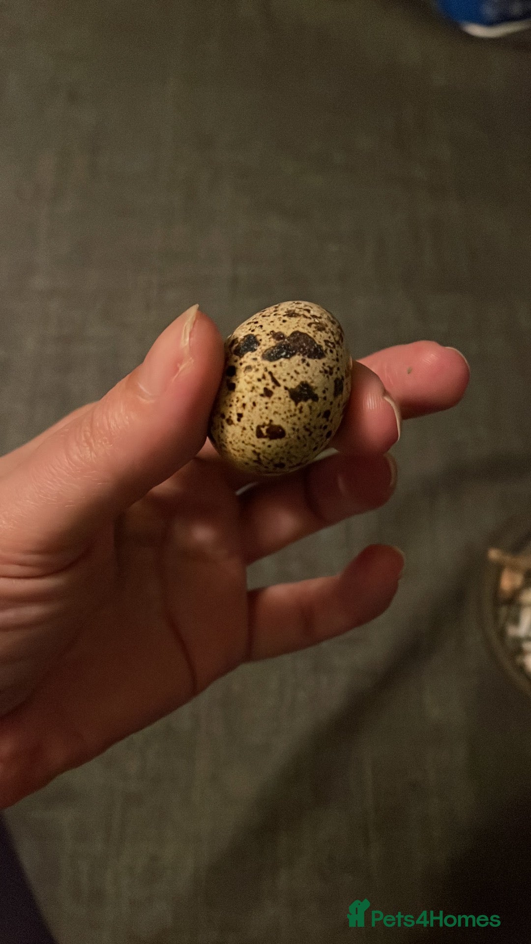 Quail poultry Quail eggs for sale  - Advert 17