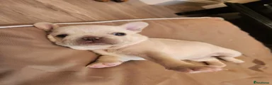 French Bulldog 4