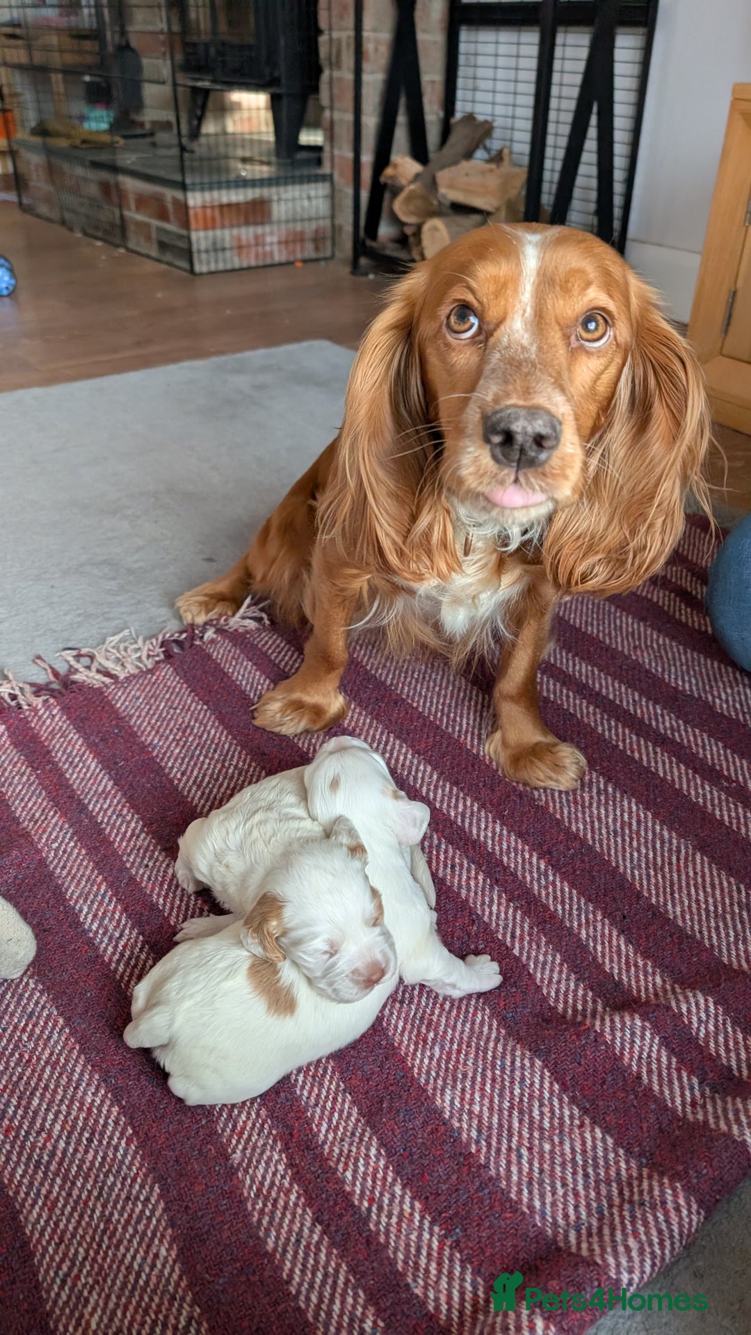 Cocker Spaniel dogs for sale: Beautiful Cocker spaniels - Advert 6