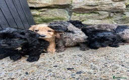 Cockapoo dogs for sale: BEAUTIFULL F1 COCKAPOO PUPPYS - Advert 16