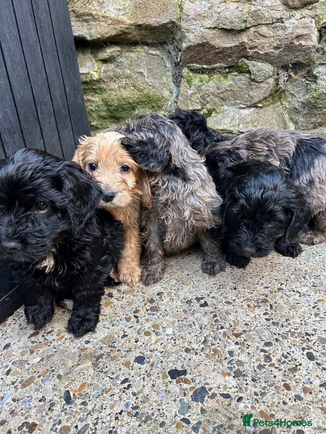Cockapoo dogs for sale: BEAUTIFULL F1 COCKAPOO PUPPYS - Advert 16