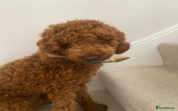 Cockapoo dogs for stud: Stunning F1b Cockapoo Stud – Friendly & Loving - Image 2