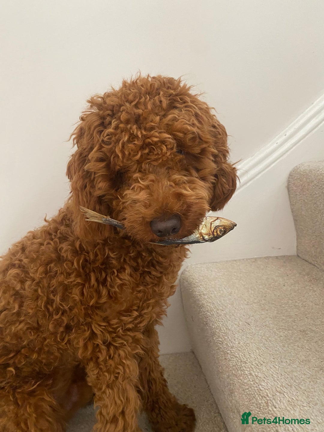 Cockapoo dogs for stud: Stunning F1b Cockapoo Stud – Friendly & Loving - Image 2