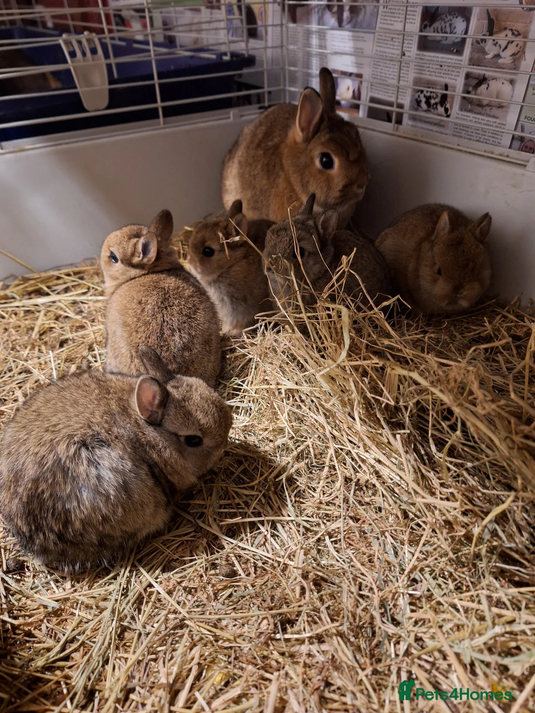 Netherland Dwarf rabbits for sale: Female netherland dwarf babies for sale - Advert 1