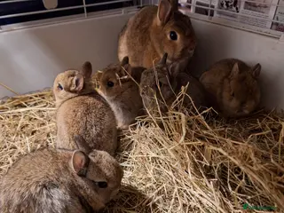 Netherland Dwarf rabbits Female netherland dwarf babies for sale - Advert 4