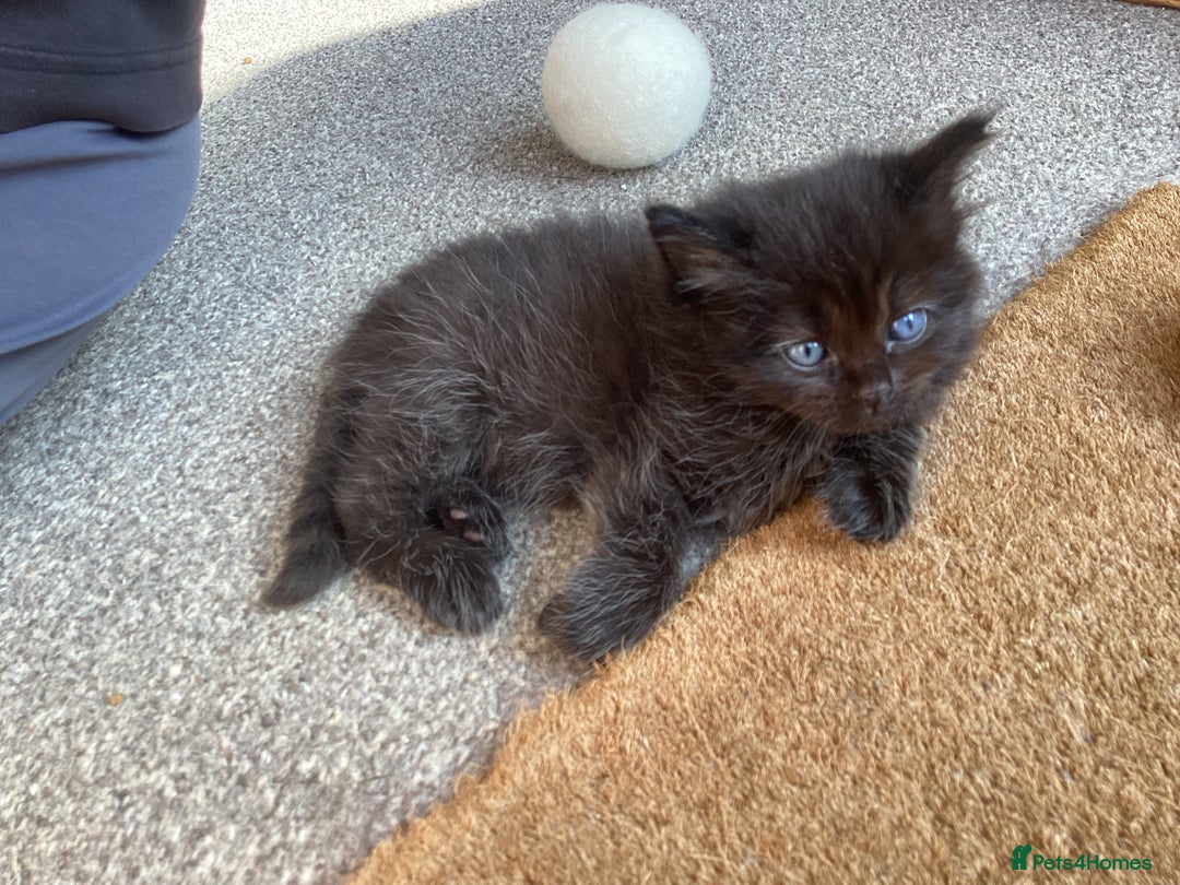 Ragdoll cats for sale: Adorable Ragdoll x Chinchilla Tabby - Image 5