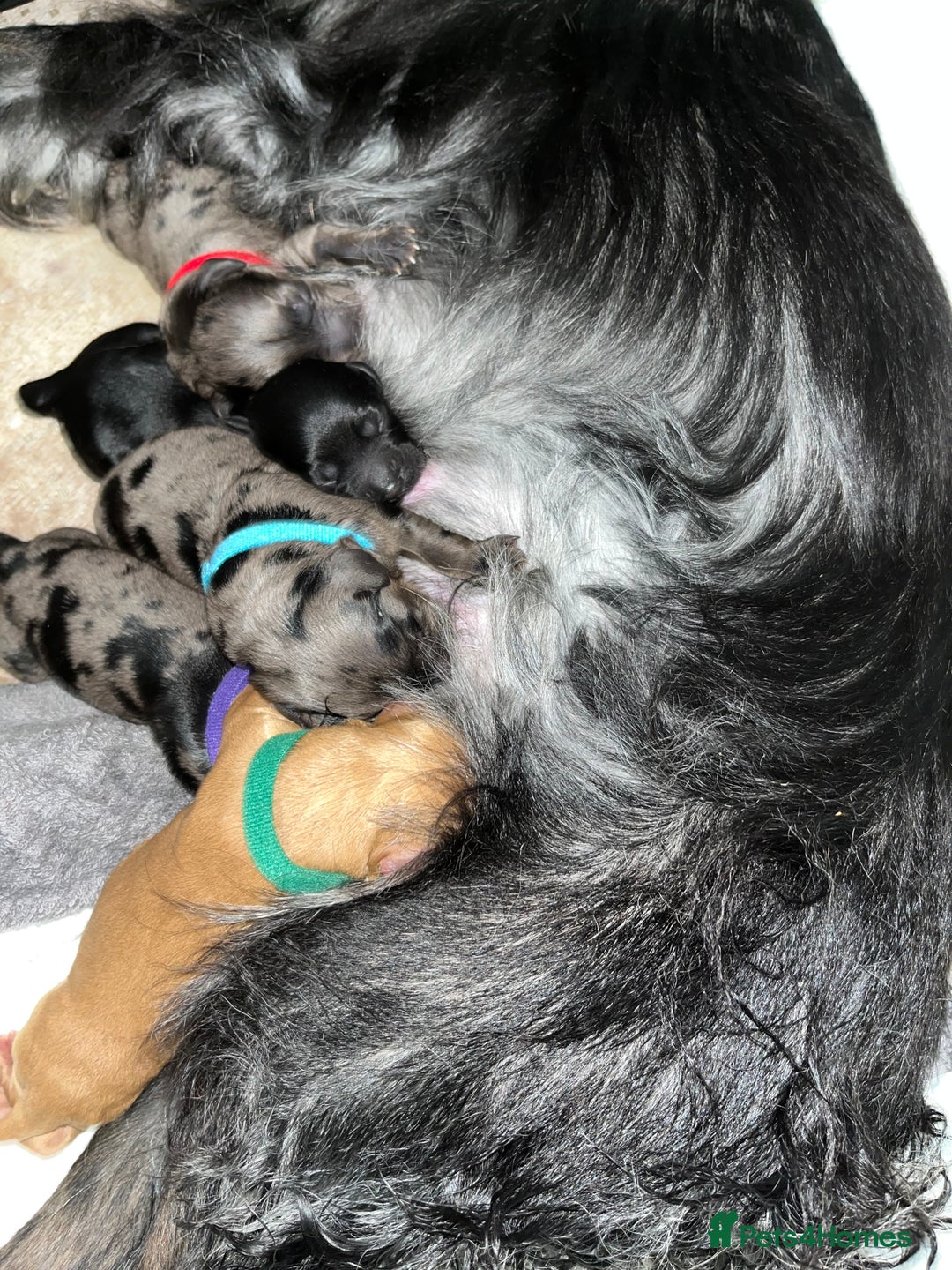 Cockapoo dogs for sale: F1B Cockapoos🐶 - Image 1