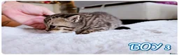 British Shorthair cats for sale: Beautiful British Shorthair Kittens – Home Raised - Advert 18
