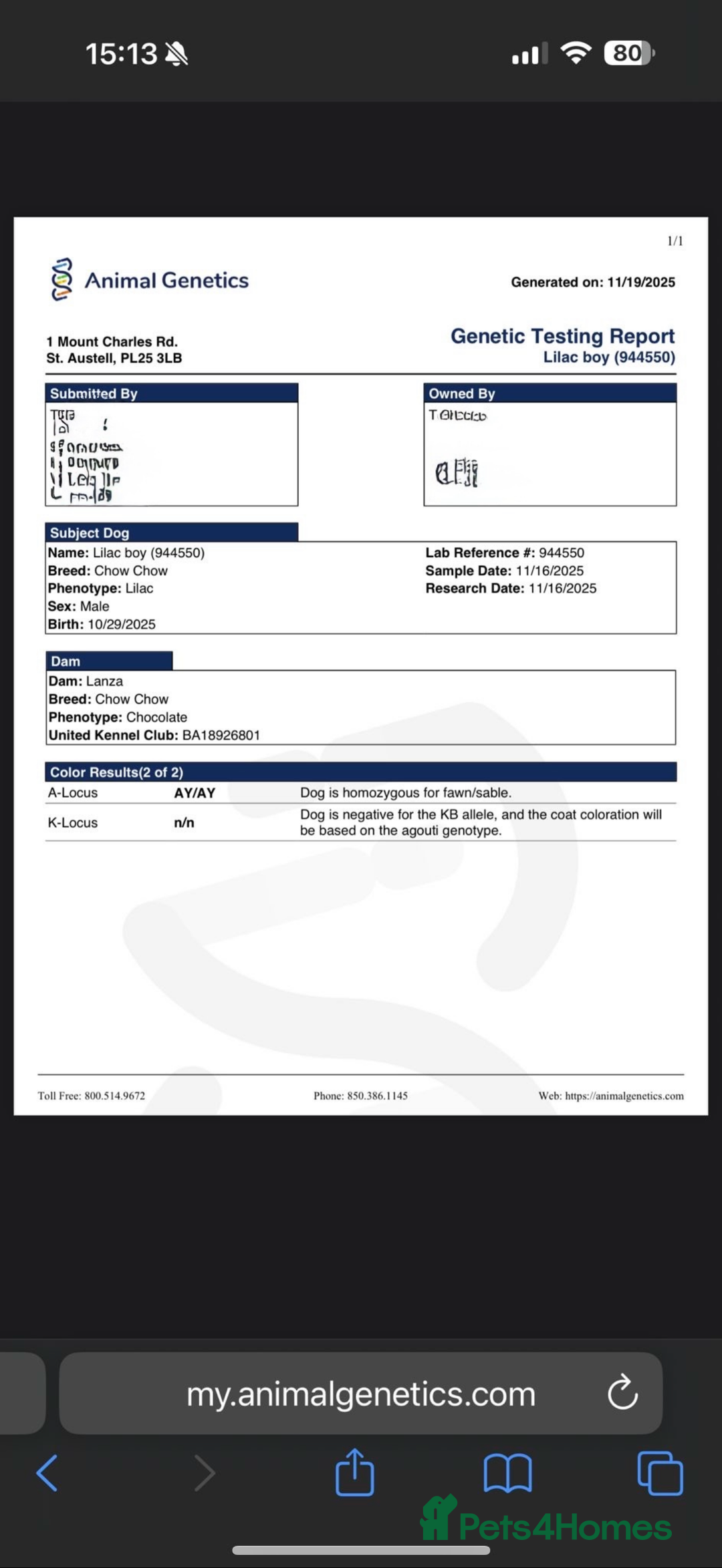 Chow Chow dogs for sale: Beautiful chow litter KC registered 🧬💜🍫 - Advert 6