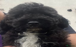 Cockapoo dogs for sale: **Ready to go - Last 2 remaining** F1B Cockapoo  - Image 22