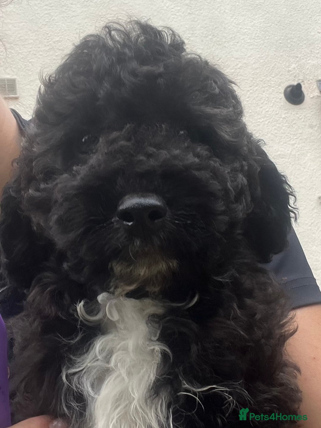 Cockapoo dogs for sale: **Ready to go - Last 2 remaining** F1B Cockapoo  - Image 22