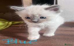 Ragdoll cats for sale: 7 stunning Ragdoll kittens for sale - Image 21