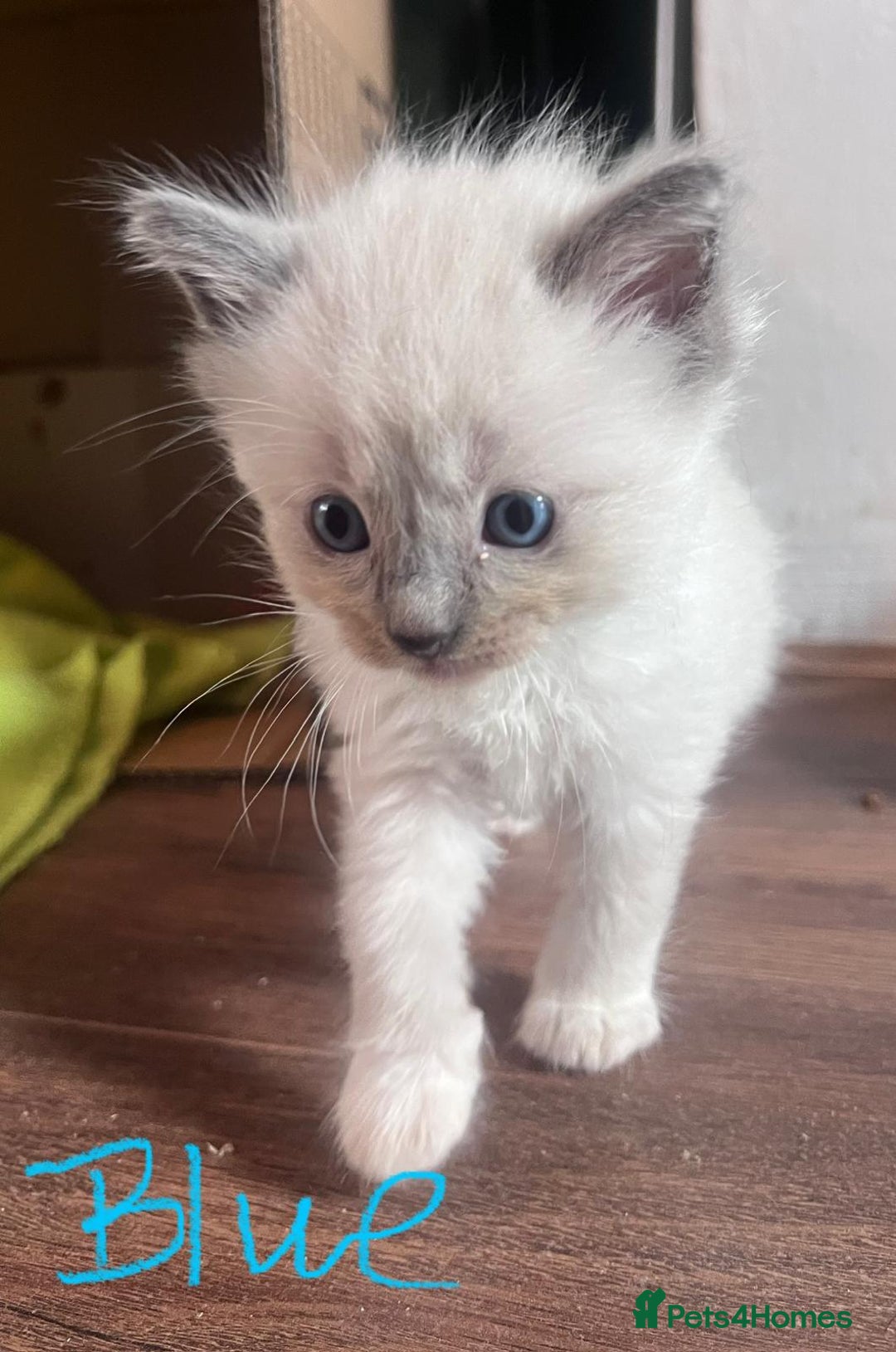 Ragdoll cats for sale: 7 stunning Ragdoll kittens for sale - Image 21