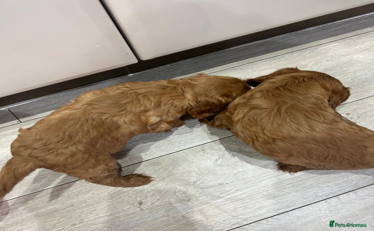 Cavalier King Charles Spaniel dogs - Advert 2