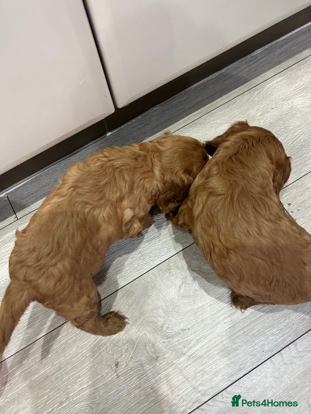 Cavalier King Charles Spaniel dogs for sale: Ruby cavalier king charles - Image 1