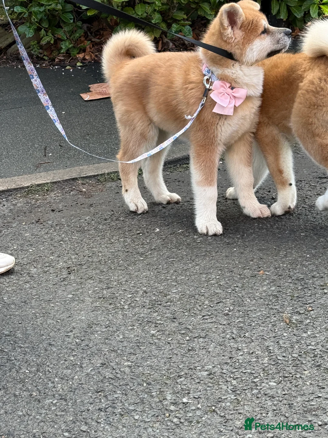 Akita dogs for sale: Akita puppy - Advert 12