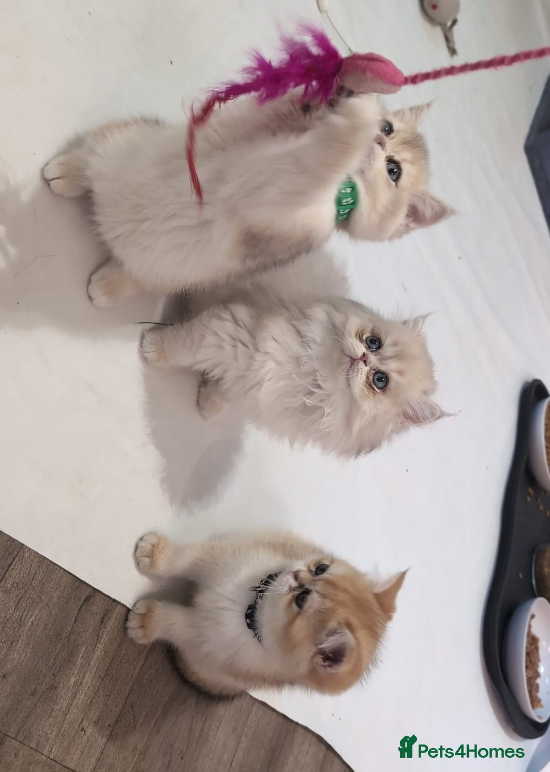 British Shorthair cats for sale: One lovely girl and three handsome boys  - Image 18