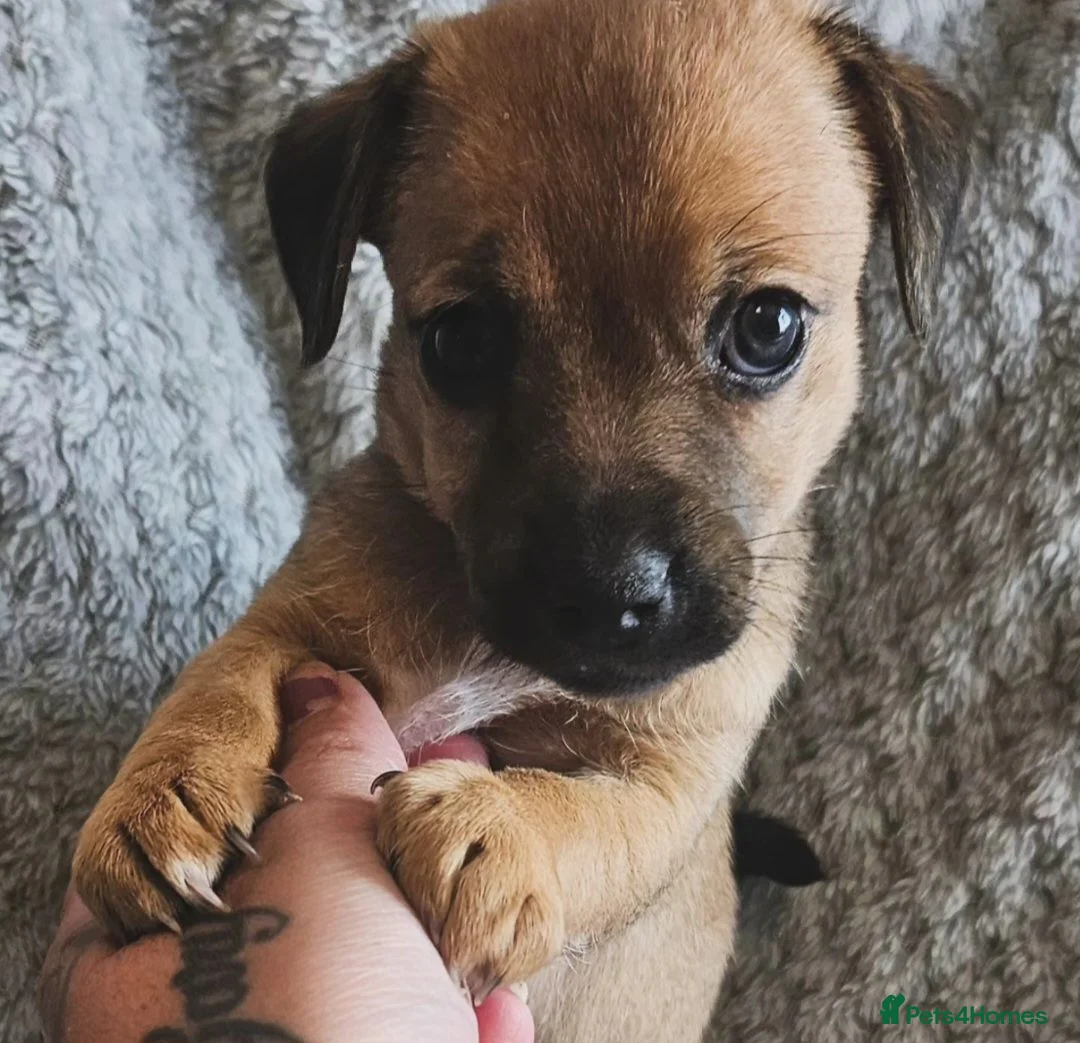 Jack Russell dogs for sale: 4 gorgeous babies - Advert 11