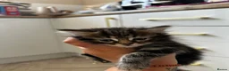 Mixed Breed cats for sale: 5 Female blonde Tabby’s and 1 black female - Advert 5