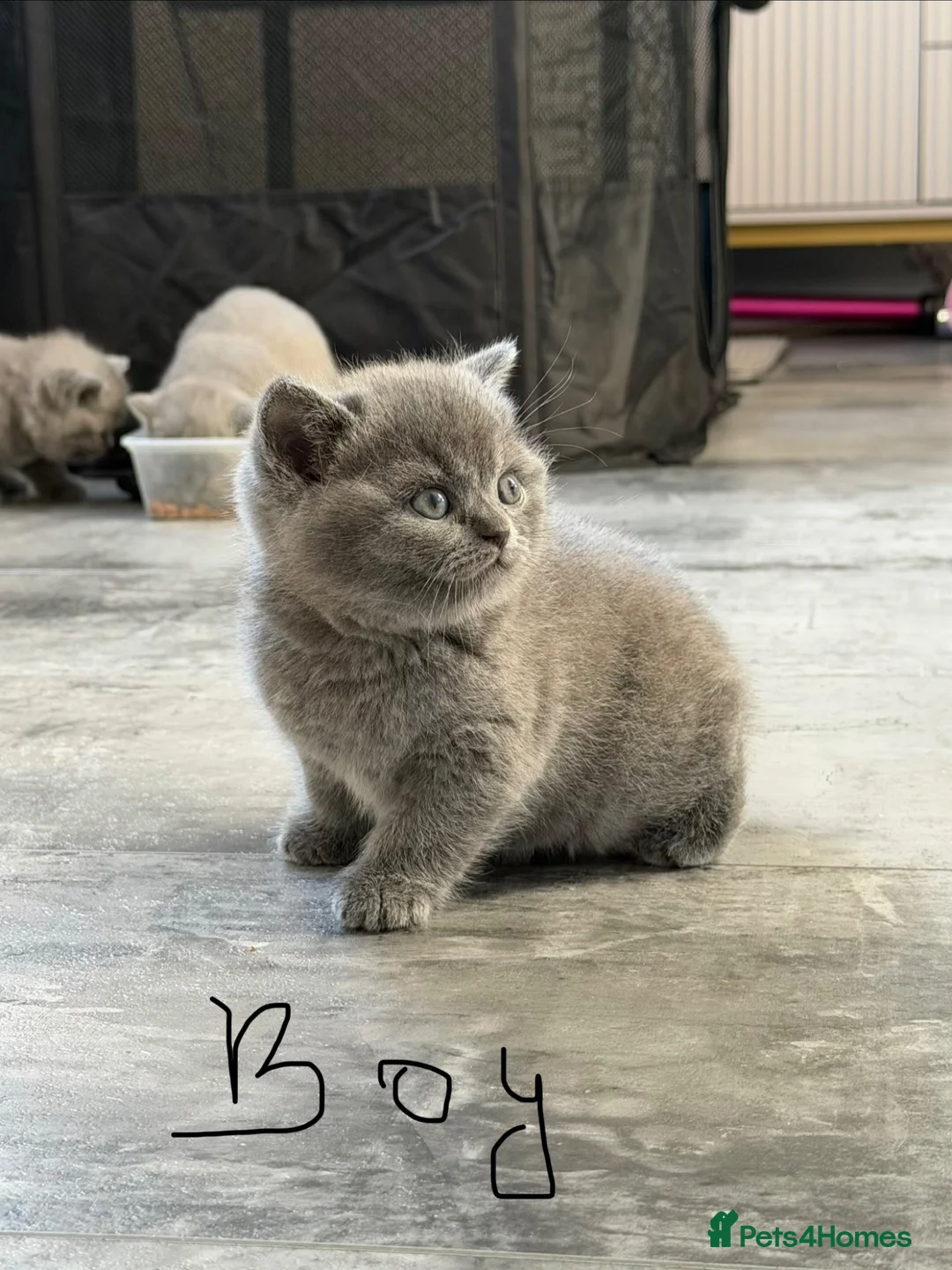 British Shorthair cats for sale: British shorthair kittens for sale  - Advert 2