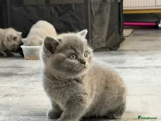 British Shorthair cats British shorthair kittens for sale - Advert 5