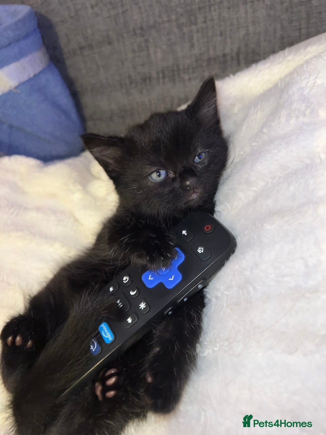 Mixed Breed cats for sale: Beautiful kittens ❤️ - Advert 3