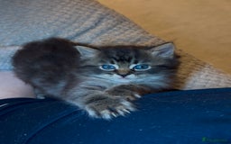 Ragdoll cats for sale: ONE GIRL LEFT! CUDDLY RAGDOLL-PERSIAN KITTENS - Image 10