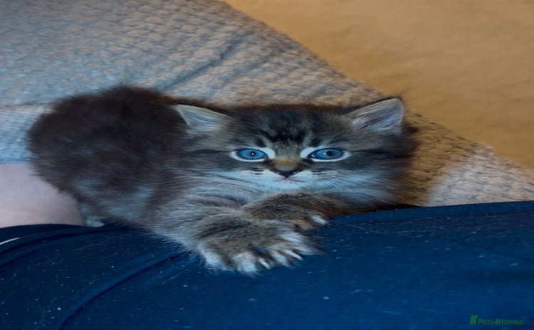 Ragdoll cats - Advert 2