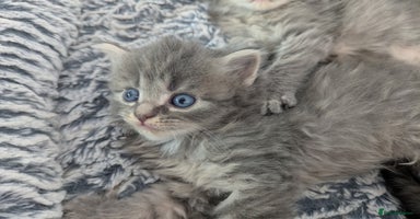 Maine Coon cats - Advert 10
